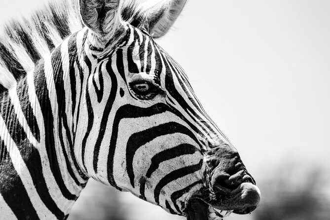 2 Days Amboseli Park Overnight Private Safari - What the $475 price really includes