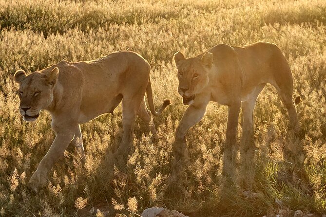2 Days Amboseli Park Overnight Private Safari - The private guide experience