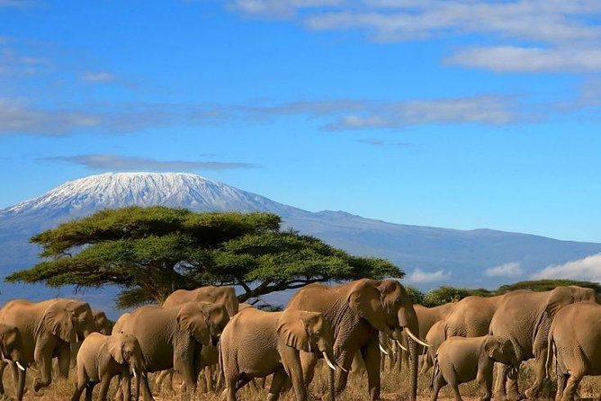 2 Days Amboseli Private Safari - Key points at a glance