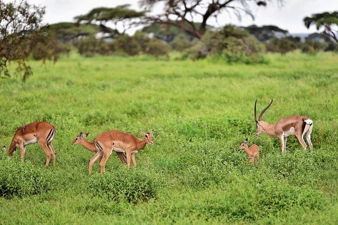 2 Days Amboseli Private Safari - A possible Maasai village visit