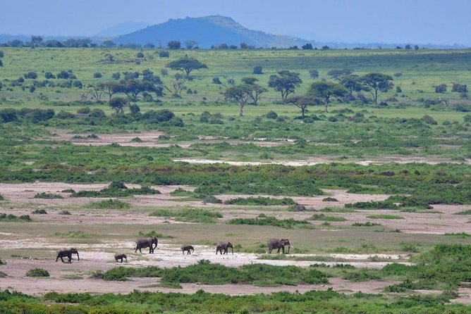 2 Days Amboseli Private Safari - How good is the $559 price?