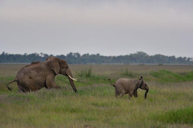 2 Days Amboseli Private Safari - What the praise tells you about the operator