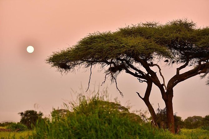 2 Days Amboseli Private Safari - Who should book this safari?