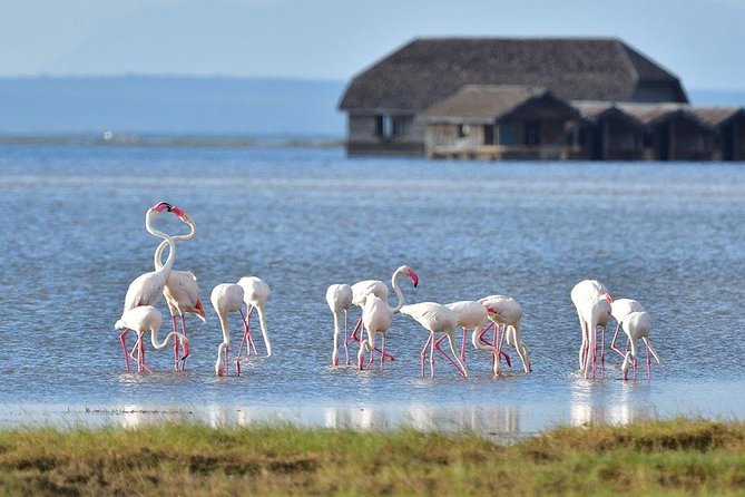 2 Days Amboseli Private Safari - What your first Amboseli game drive may feel like