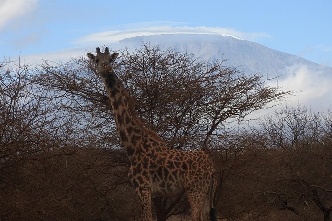 2 Days Amboseli Safari - The five things to know before you book