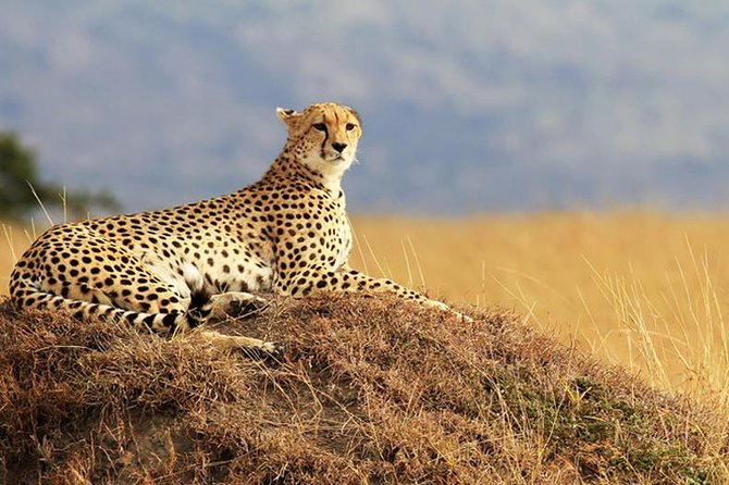 2 Days Amboseli Safari Adventure from Nairobi Classic Game Drives - Leaving Nairobi by hotel or airport pickup