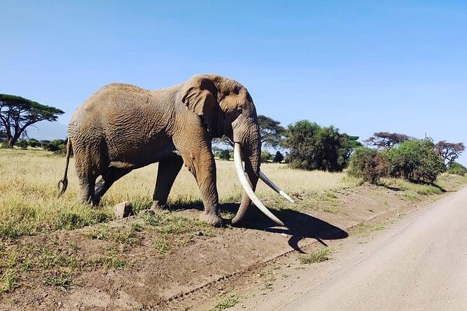 2 Days Amboseli Safari Adventure from Nairobi Classic Game Drives - Mount Kilimanjaro as your photographic backdrop