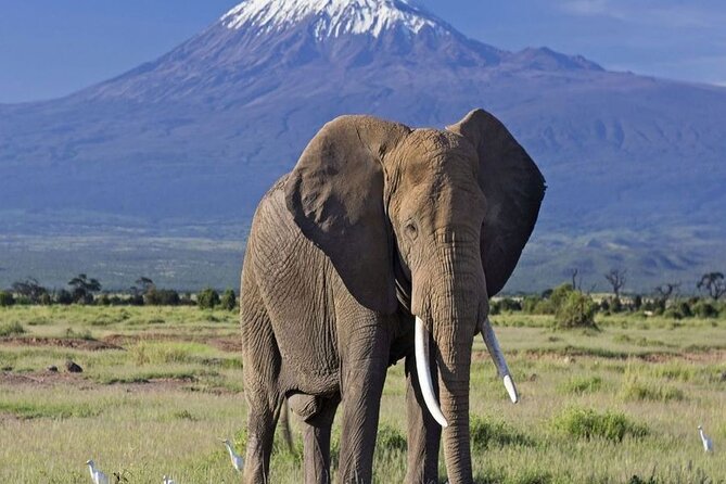 2 Days and 1 Night Amboseli Safari from Nairobi - Entering Amboseli beneath Mount Kilimanjaro