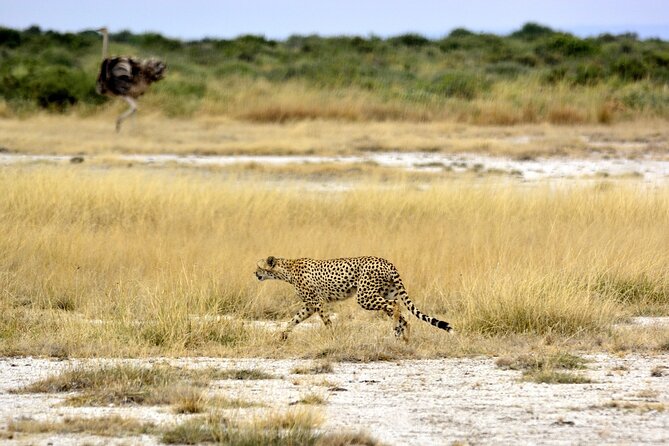 2 days group safari to Amboseli National park (Mon-Wed-Sat only) - Why two days can work at Amboseli