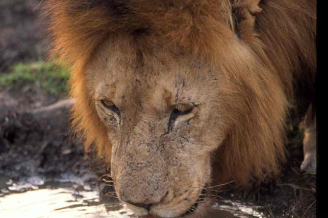 2 days group safari to Amboseli National park (Mon-Wed-Sat only) - Arrival, lunch, and the first Amboseli game drive