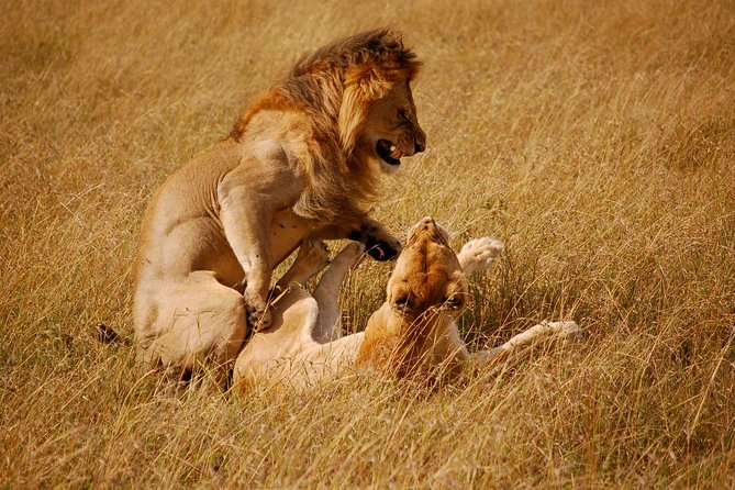 2 days group safari to Amboseli National park (Mon-Wed-Sat only) - The overnight stay at a lodge or permanent camp