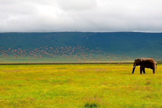 2 days group safari to Amboseli National park (Mon-Wed-Sat only) - Comfort, group size, and the road