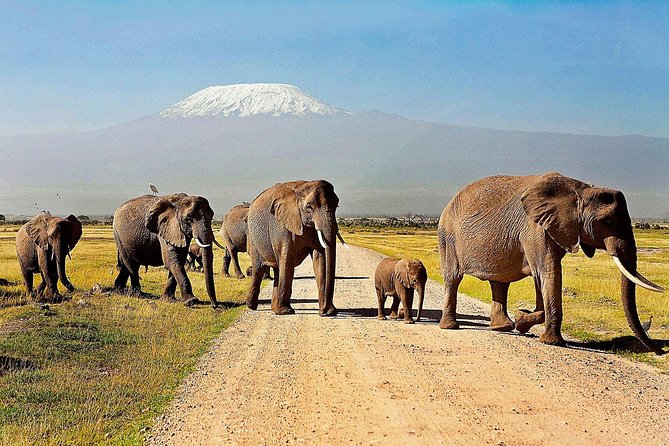 2 days group safari to Amboseli National park (Mon-Wed-Sat only) - Leaving Nairobi at 7:30 a.m.