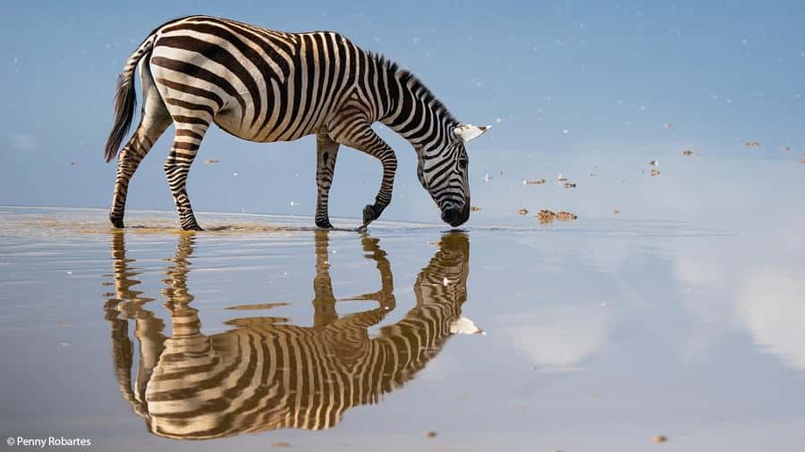 2 Days Group tour to Amboseli Using Landcruiser 4x4 Jeep - Key points at a glance