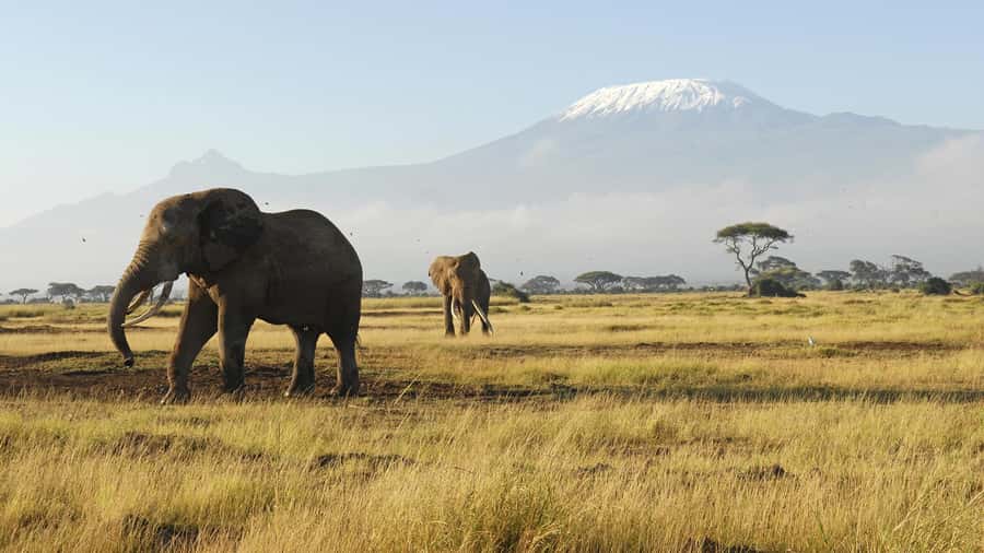 2 Days Group tour to Amboseli Using Landcruiser 4x4 Jeep - Why Amboseli works so well for a short safari