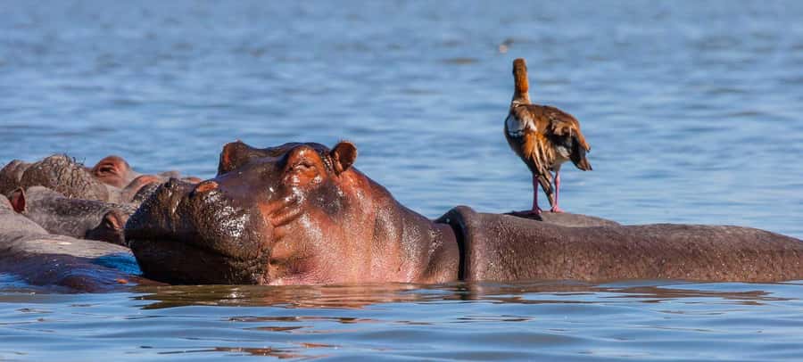 2 Days Group tour to Amboseli Using Landcruiser 4x4 Jeep - The first afternoon game drive