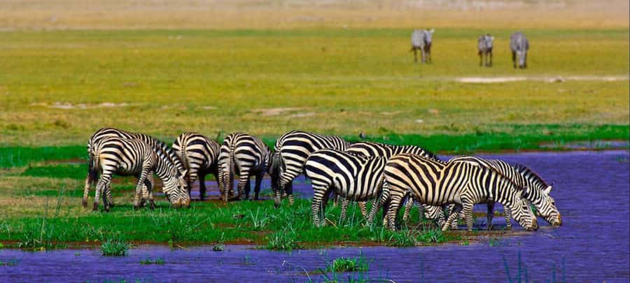 2 Days Group tour to Amboseli Using Landcruiser 4x4 Jeep - AA Lodge and the overnight stop