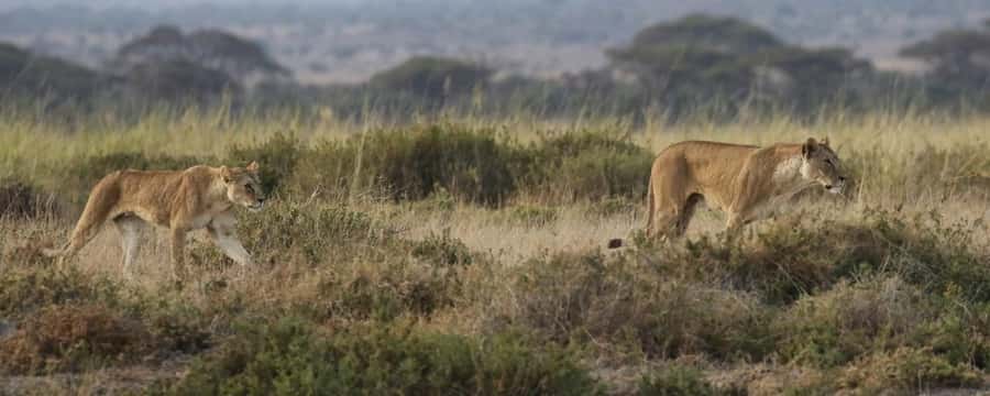 2 Days Group tour to Amboseli Using Landcruiser 4x4 Jeep - The Nairobi to Amboseli drive