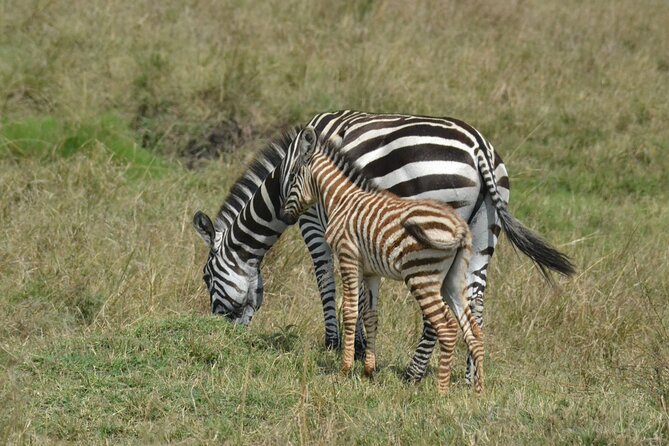 2 Days Kenya Safari special Tsavo East and Taita hills Saltlick from Mombasa - The first game drive and lodge lunch