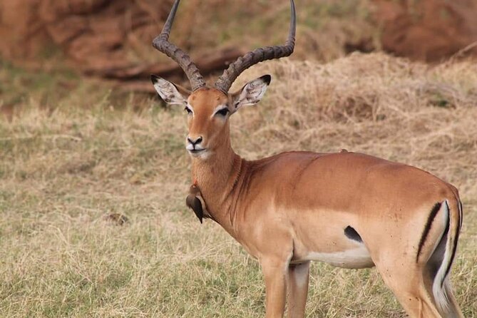 2 Days Kenya Safari special Tsavo East and Taita hills Saltlick from Mombasa - Why the guide can make or break the two days
