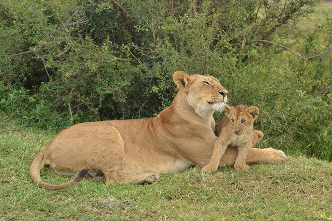 2 Days Kenya Safari special Tsavo East and Taita hills Saltlick from Mombasa - What Taita Hills adds to the route