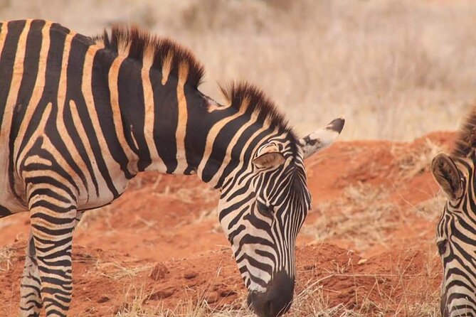 2 Days Kenya Safari special Tsavo East and Taita hills Saltlick from Mombasa - Is $520 per person good value?
