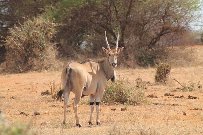 2 Days Kenya Safari special Tsavo East and Taita hills Saltlick from Mombasa - Tsavo East, from Aruba Dam to the Galana River