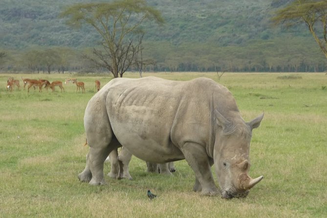 2 Days Lake Nakuru N/P - Key points at a glance