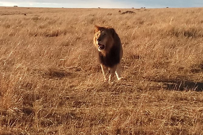 2 Days Lake Nakuru N/P - Day two: five hours inside Lake Nakuru National Park