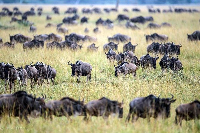 2 Days Masai Mara Private Safari From Nairobi - What this Masai Mara trip is really offering