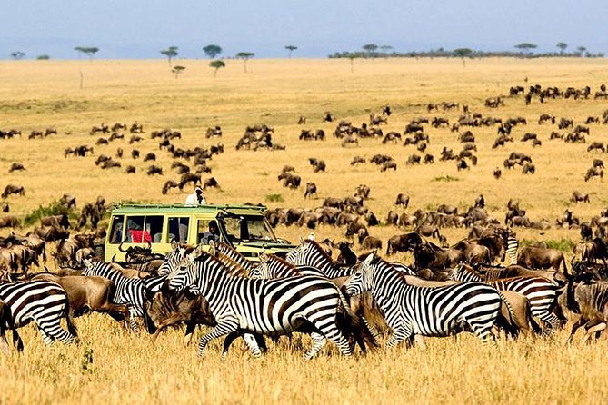 2 Days Masai Mara Private Safari From Nairobi - What you might see in the Masai Mara