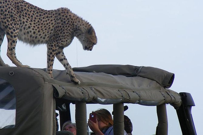 2 Days Masai Mara Private Safari From Nairobi - Day 2: an early game drive before Nairobi