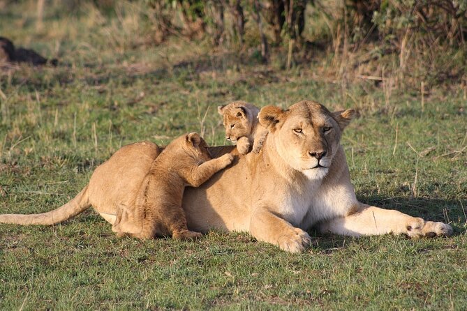 2 Days Masai Mara Private Safari From Nairobi - Why the group size matters