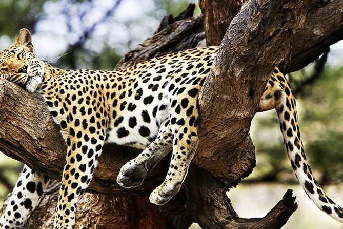 2 Days Masai Mara Private Safari From Nairobi - Is $750 per person good value?