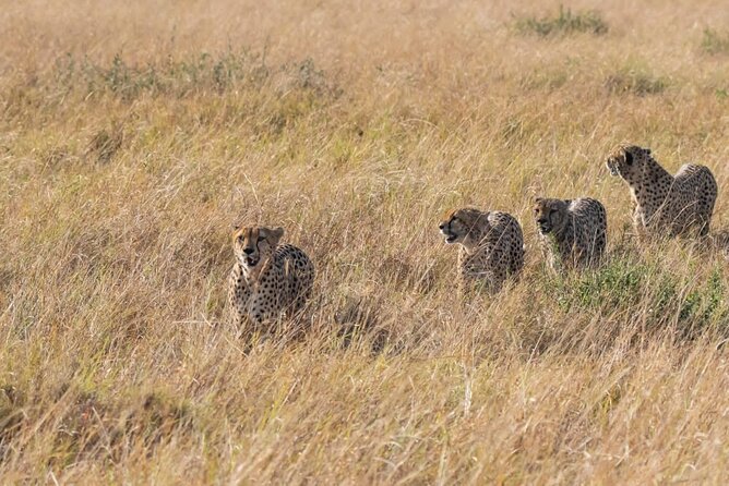 2 Days safari of Masai Mara - Why This Short Safari Works