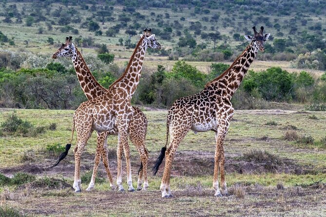 2 Days safari of Masai Mara - The 2:00 p.m. Afternoon Game Drive