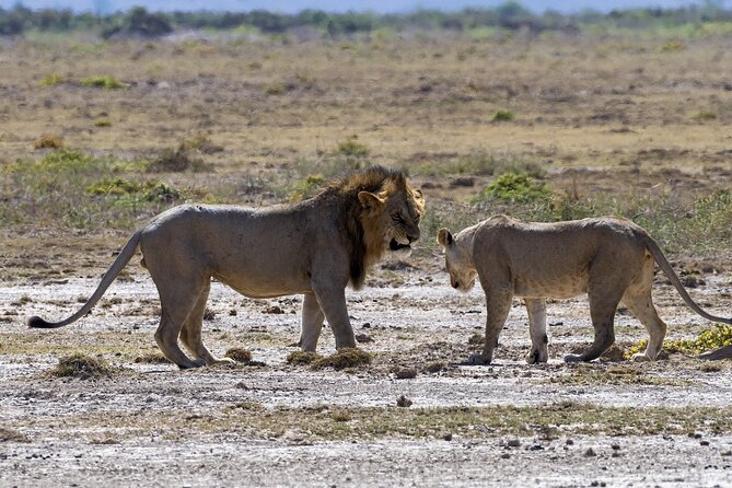 2 Days safari of Masai Mara - Overnight at Mara Springs Tented Camp