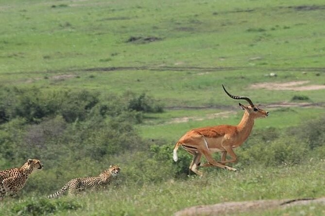 2 Days safari of Masai Mara - Entering the Masai Mara National Reserve