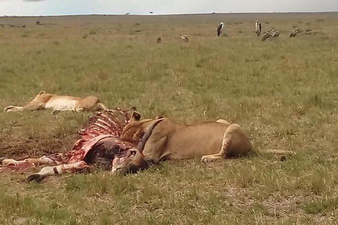 2 Days Safari to Maasai Mara NR - Mid range. - Key points to know before booking