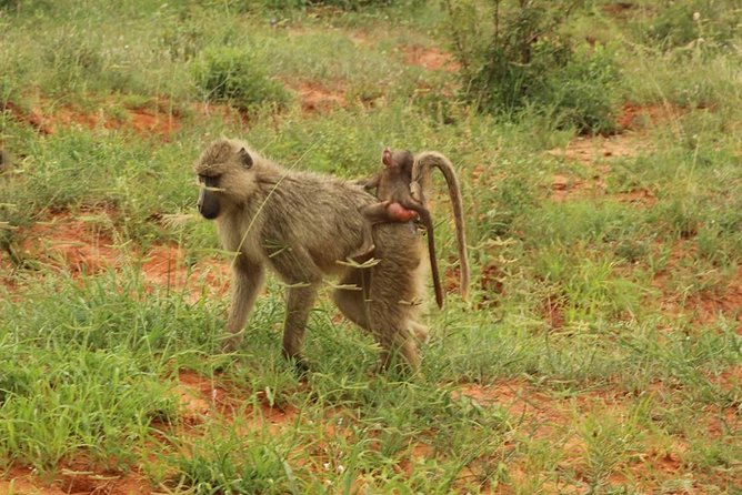 2 Days Safari Tsavo East - Leaving Mombasa at 6 a.m.