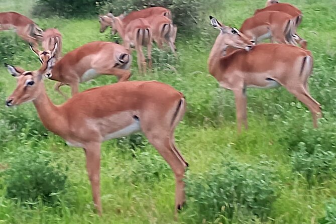 2 Days Safari Tsavo East - The afternoon photo drive until 6:20 p.m.