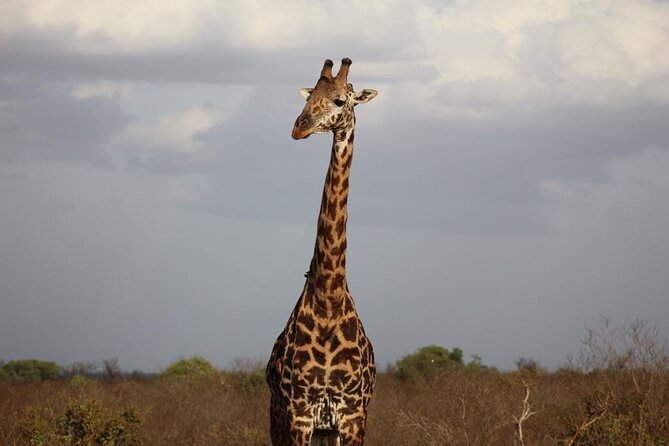 2 Days Safari Tsavo East - Tsavo East wildlife and what you may see