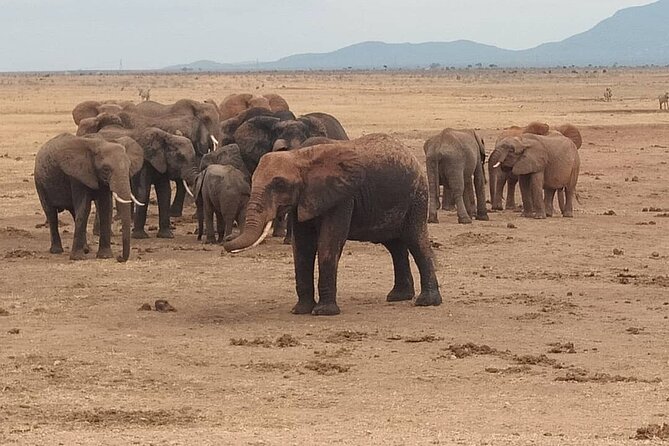 2 Days Safari Tsavo East - Day two, an early breakfast and return drive