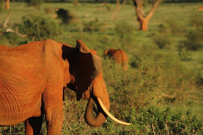 2 Days Safari Tsavo East - Midday at Voi Safari Lodge