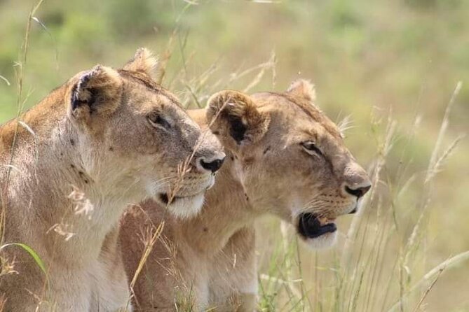 2 Days Salt Lick Safari Tour - Why this short safari works from Mombasa