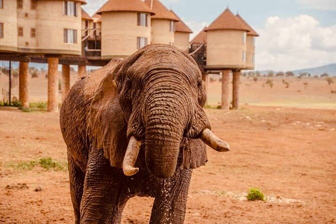 2 Days Salt Lick Safari Tour - Leaving Mombasa at 6:30 am