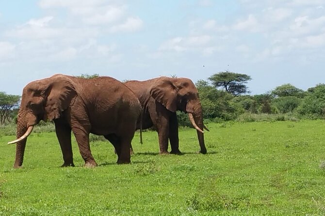 2 Days Salt Lick Safari Tour - Taita Hills Wildlife Sanctuary and its animal list