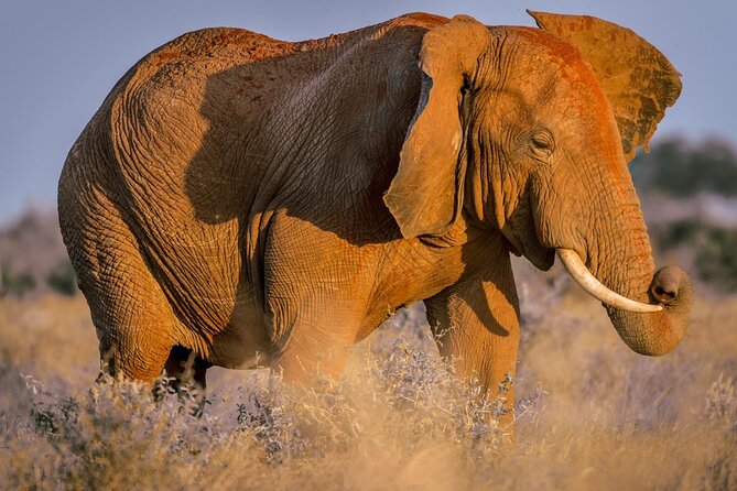 2 Days Tsavo East and Ngutuni Sanctuary starting from Mombasa. - Quick points about this Tsavo safari