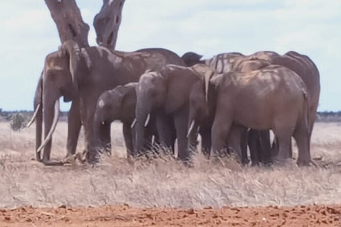 2 Days Tsavo East and Ngutuni Sanctuary starting from Mombasa. - Why two days in Tsavo East can work
