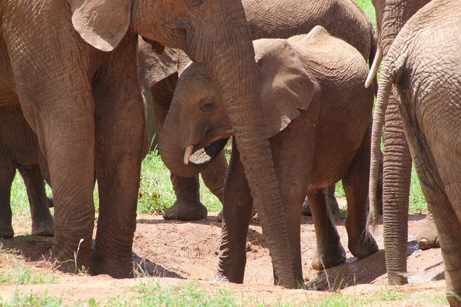 2 Days Tsavo East and Ngutuni Sanctuary starting from Mombasa. - The first two-hour safari before lunch